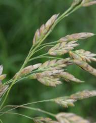 Bromus secalinus
