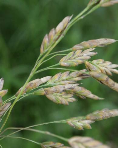 Fotografia de capa Bromus secalinus - do Jardim Botânico