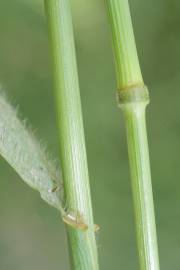 Fotografia da espécie Bromus secalinus