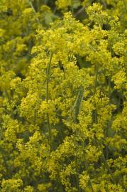 Fotografia da espécie Galium verum subesp. verum