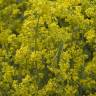 Fotografia 5 da espécie Galium verum subesp. verum do Jardim Botânico UTAD