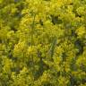 Fotografia 5 da espécie Galium verum subesp. verum do Jardim Botânico UTAD