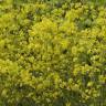 Fotografia 6 da espécie Galium verum subesp. verum do Jardim Botânico UTAD