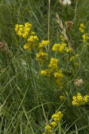 Fotografia da espécie Galium verum subesp. verum