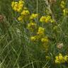 Fotografia 7 da espécie Galium verum subesp. verum do Jardim Botânico UTAD