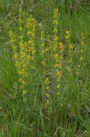 Fotografia da espécie Galium verum subesp. verum