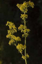 Fotografia da espécie Galium verum subesp. verum