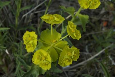 Fotografia da espécie Euphorbia serrata