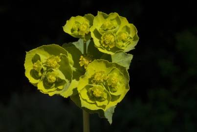 Fotografia da espécie Euphorbia serrata