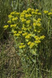 Fotografia da espécie Euphorbia serrata