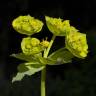 Fotografia 11 da espécie Euphorbia serrata do Jardim Botânico UTAD