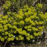 Fotografia 12 da espécie Euphorbia serrata do Jardim Botânico UTAD