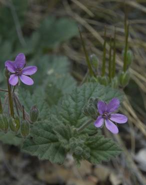 Fotografia 3 da espécie Erodium malacoides no Jardim Botânico UTAD