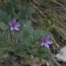 Fotografia 3 da espécie Erodium malacoides do Jardim Botânico UTAD