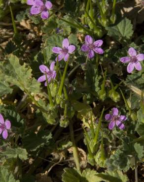 Fotografia 4 da espécie Erodium malacoides no Jardim Botânico UTAD