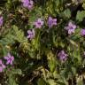 Fotografia 4 da espécie Erodium malacoides do Jardim Botânico UTAD