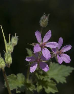 Fotografia 5 da espécie Erodium malacoides no Jardim Botânico UTAD