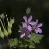 Fotografia 5 da espécie Erodium malacoides do Jardim Botânico UTAD