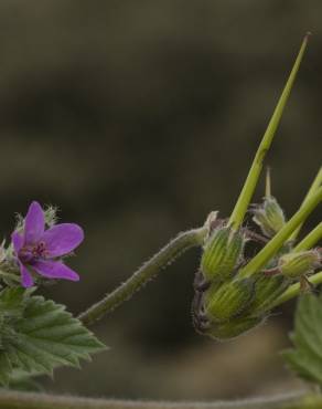 Fotografia 6 da espécie Erodium malacoides no Jardim Botânico UTAD