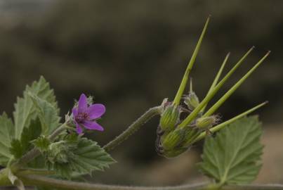 Fotografia da espécie Erodium malacoides