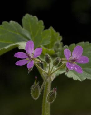 Fotografia 7 da espécie Erodium malacoides no Jardim Botânico UTAD