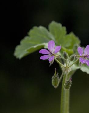 Fotografia 8 da espécie Erodium malacoides no Jardim Botânico UTAD