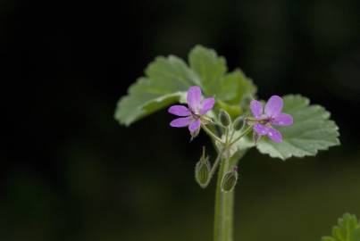 Fotografia da espécie Erodium malacoides