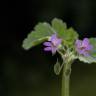 Fotografia 8 da espécie Erodium malacoides do Jardim Botânico UTAD