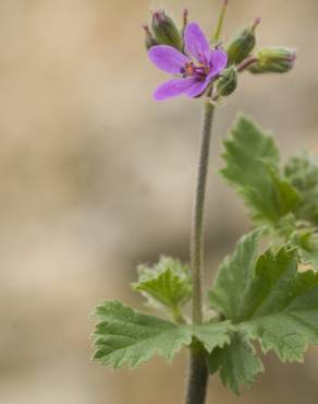 Fotografia 9 da espécie Erodium malacoides no Jardim Botânico UTAD