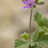 Fotografia 9 da espécie Erodium malacoides do Jardim Botânico UTAD