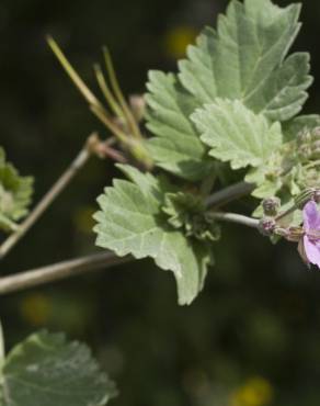 Fotografia 10 da espécie Erodium malacoides no Jardim Botânico UTAD