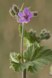 Fotografia da espécie Erodium malacoides