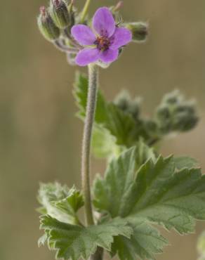 Fotografia 11 da espécie Erodium malacoides no Jardim Botânico UTAD