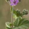 Fotografia 11 da espécie Erodium malacoides do Jardim Botânico UTAD