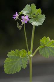 Fotografia da espécie Erodium malacoides