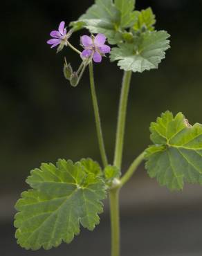 Fotografia 12 da espécie Erodium malacoides no Jardim Botânico UTAD