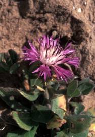 Fotografia da espécie Centaurea pullata