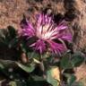 Fotografia 10 da espécie Centaurea pullata do Jardim Botânico UTAD