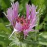 Fotografia 11 da espécie Centaurea pullata do Jardim Botânico UTAD