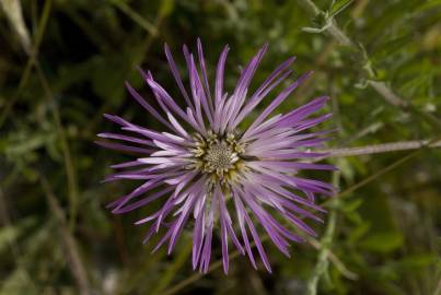 Fotografia da espécie Centaurea pullata