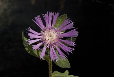 Fotografia da espécie Centaurea pullata