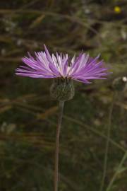 Fotografia da espécie Centaurea pullata