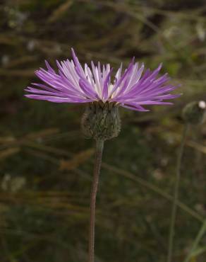 Fotografia 16 da espécie Centaurea pullata no Jardim Botânico UTAD