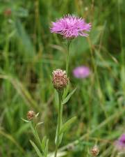 Fotografia da espécie Centaurea jacea