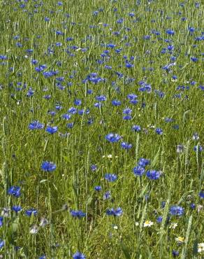 Fotografia 10 da espécie Centaurea cyanus no Jardim Botânico UTAD