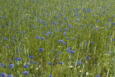 Fotografia da espécie Centaurea cyanus