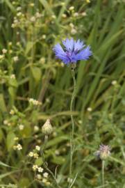 Fotografia da espécie Centaurea cyanus