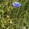 Fotografia 11 da espécie Centaurea cyanus do Jardim Botânico UTAD