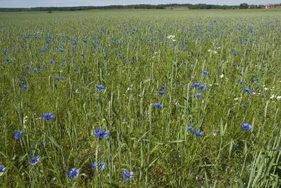 Fotografia da espécie Centaurea cyanus