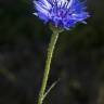 Fotografia 13 da espécie Centaurea cyanus do Jardim Botânico UTAD